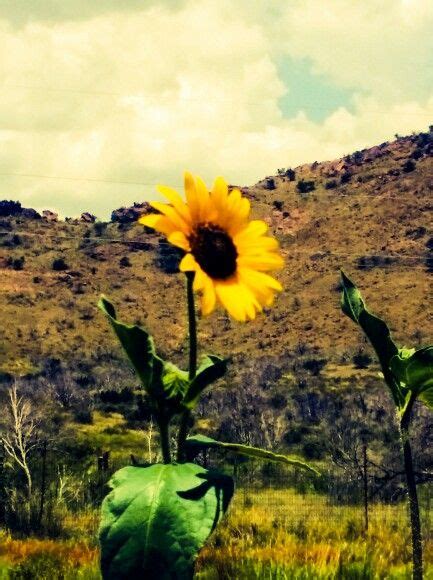 Sunflower In West Texas Landscape Plants West Texas