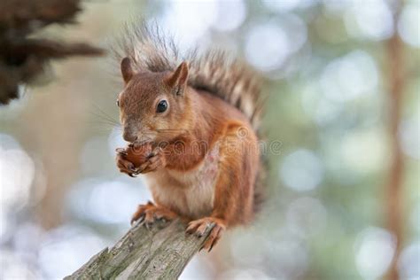 Squirrel On The Tree Is Eating A Hazelnut Stock Image Image Of