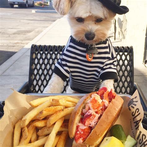 Mix 40% of the old food with 60% of the new food. This dog is a food blogger and soon to be your favorite ...