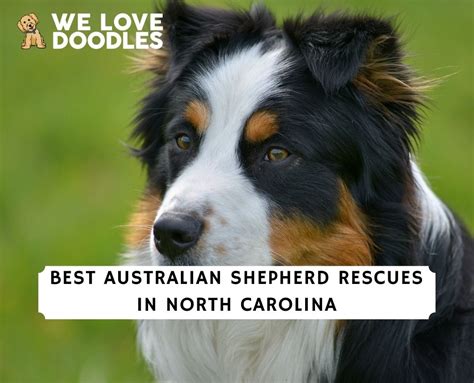 3 Best Australian Shepherd Rescues In North Carolina 2024 We Love