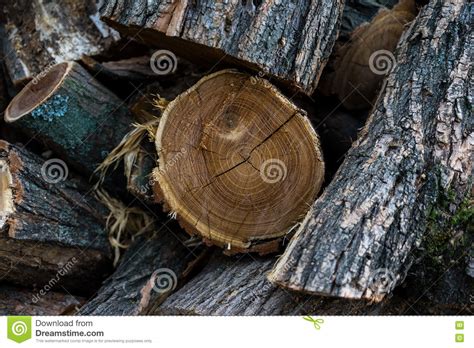 Chopped Wood In The Farm Wood Industry Stock Image Image Of Tree