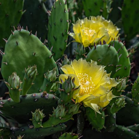 Cold Weather Cactus Eastern Prickly Pear Cactus Opuntia Humifusa