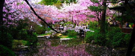 Kyoto Map Tour Heian Shrine Cherry Blossom