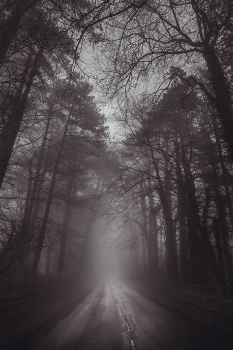 Driving Through Fog A Dense Fog Shrouding Woodland In The Cotswolds