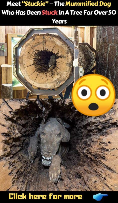 Meet Stuckie — The Mummified Dog Who Has Been Stuck In A Tree For