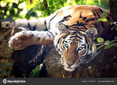 Siberian Tiger Resting In The Undergrowth Stock Photo By ©rixipix 160126412