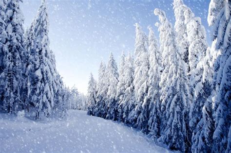 冬季雪景图片冬季雪覆盖的田野和树木的景色素材高清图片摄影照片寻图免费打包下载