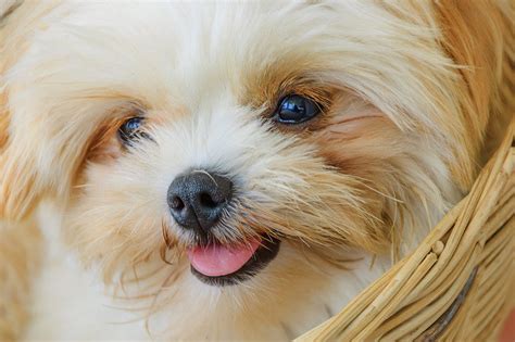 Read about each of the small dog breeds characteristics, quirks and qualities. Cute Small Dog Breeds (THE CUTEST SMALL DOGS)