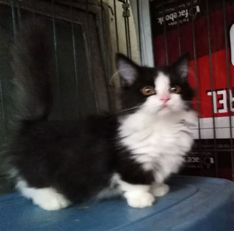 Find the perfect building to live in by filtering to your preferences. Rare Teacup Dwarf Napoleon Cat FOR SALE ADOPTION from ...