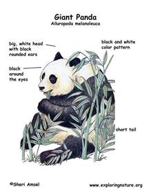 215 Best Images About Pandas On Pinterest Hidden Pictures Panda