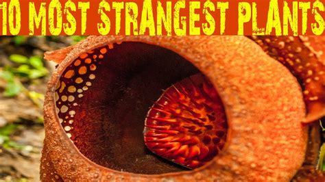 Top 10 Most Strangest Plants In The World Amazing Bizarre Plants In
