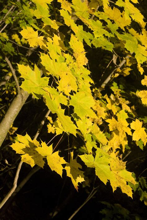 Free Images Nature Branch Light Sun Sunlight Flower Green