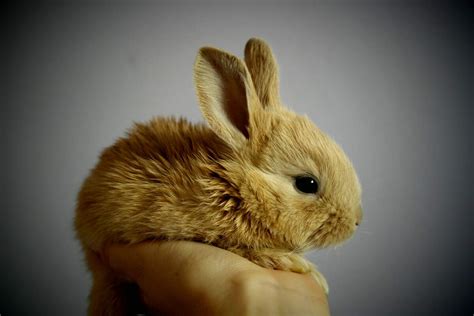 International Rabbit Day Holiday