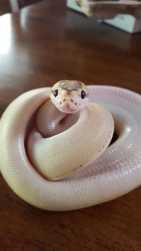 A businessman is ruthless with his competitors, and in response his competitors after being driven out of business kidnap aforementioned business man's wife and start training her to be a porn. Pin by Reptile Advisor on Snakes | Cute reptiles, Baby ...