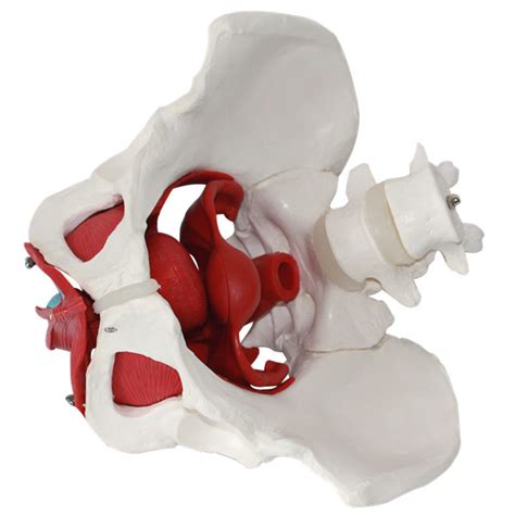 Female Pelvis And Perineum Model With Removable Organs Magnetic