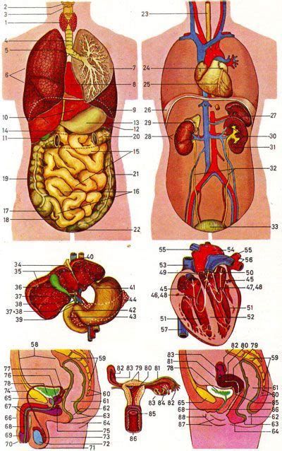Anatomy Human Human Body Diagram Human Body Organs Human Body Anatomy