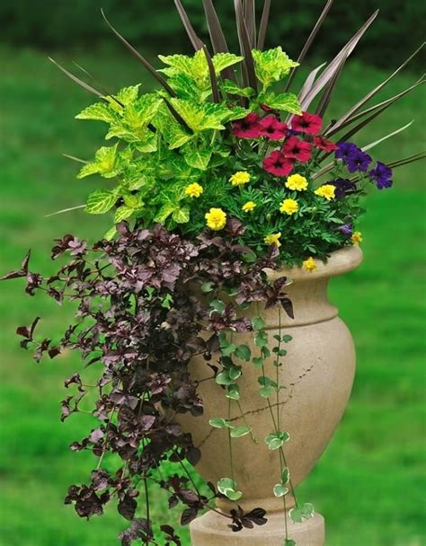 Pin By Vickie Dillard Lewis On Container Gardening Container Plants