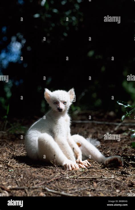 Ring Tailed Lemur Lemur Catta All White Baby Male Sapphire Albino