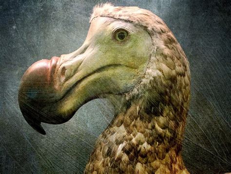 Dodo Facts CRITTERFACTS