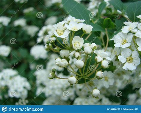 Small White Flowers In Sumptuous Clusters Along Leafy Spirea Shrub