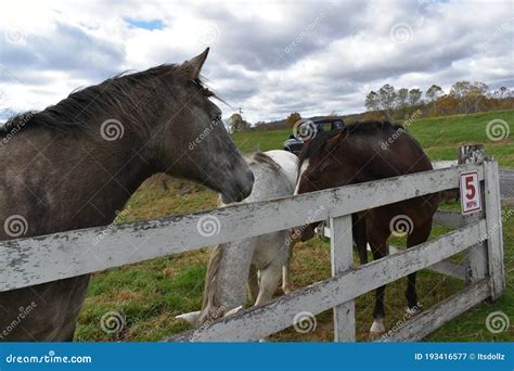 Wv Farm Fun Horses Stock Image Image Of Pets Riding 193416577