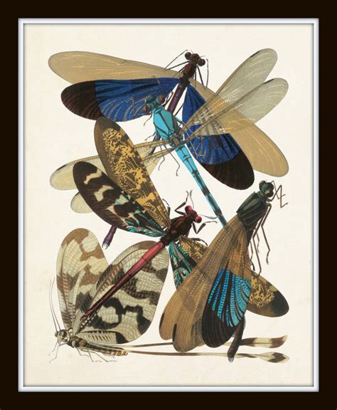 Art Nouveau Dragonfly Print Set No 5 Natural History Print Etsy