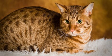 Jenis Ras Kucing Yang Mempunyai Mata Besar Lucu Banget Pintarpet