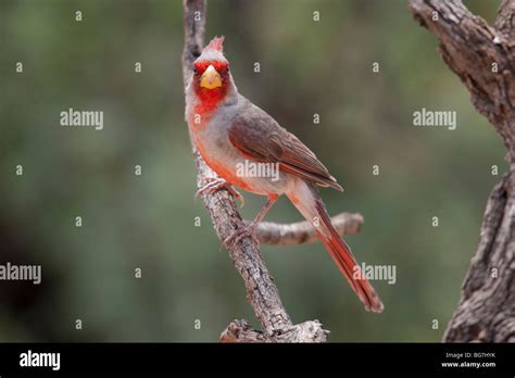 Pyrrhuloxia Cardinalis Sinuatus Fulvescens Male Stock Photo Alamy