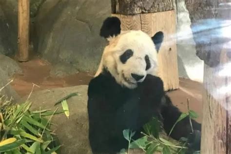 Giant Pandas To Return To China After Two Decades At Memphis Zoo