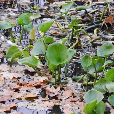 The Best Bog And Marginal Pond Plants Top Filter Plants 2022