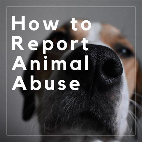 How To Report Animal Cruelty Seen On Tv Film Or The Internet