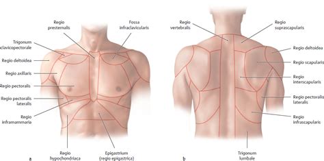 Since there are so many of them, the thoracic. Topographical Anatomy | Basicmedical Key