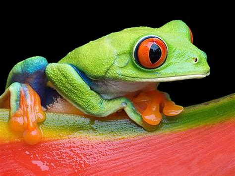 Jungle Tree Frogs