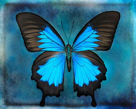 Blue Butterfly Wall Art Natuur Art Print Butterfly Etsy Butterfly