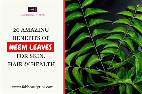 20 Amazing Benefits Of Neem For Skin Hair And Health