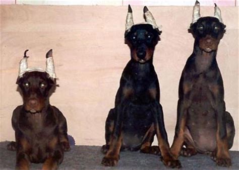 Wir suchen einen dobermann oder malinoi junghund oder welpen, wir haben bereits hunde erfahrung er. Tierschutz - Tierrecht - SoKas - Hunde- (Leben???)