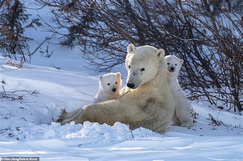 Give Me A Kiss Polar Bear Cubs Cuddle Up To Their Doting Mom In