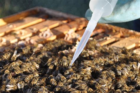 Es gilt dabei, viele aspekte zu beachten. Oxalsäure - jetzt oder nie! - Der Bienenblog