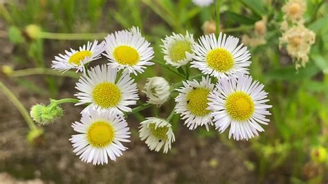 5 Minute Pause Little White Flowers And Birds Observation Challenge