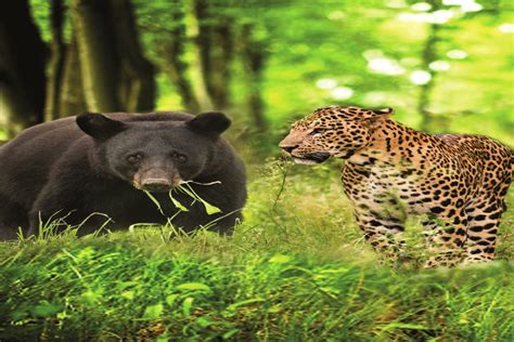 Bear And Leopard