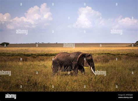 Wild Big Grey African Elephant In The Savannah In The Serengeti