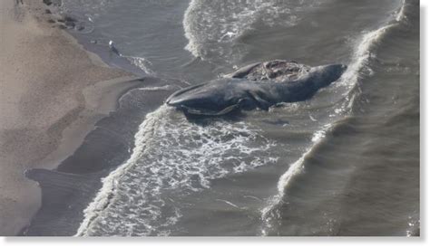 Bowhead Whale Found Dead Beached Near Tuktoyaktuk Canada Earth