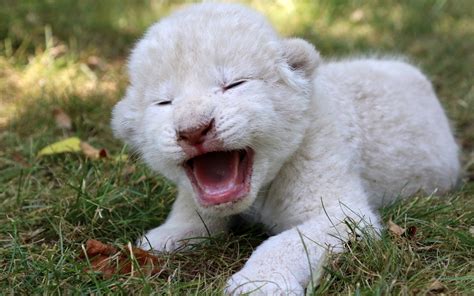 These Incredibly Rare White Lion Cubs Are Utterly Adorable