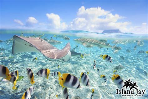 1000 Images About Caribbean Animals And Sea Life On