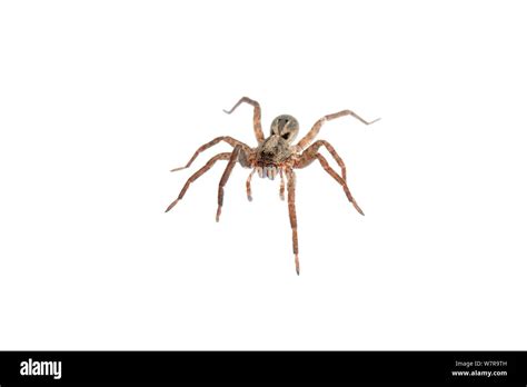 Juvenile Wolf Spider Cut Out Stock Images And Pictures Alamy