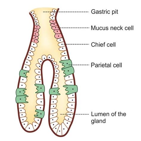 Gastric Glands Location Structure Types Secretion And Functions