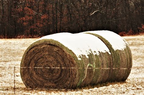 Round Hay Bales In Snow Free Stock Photo Public Domain Pictures