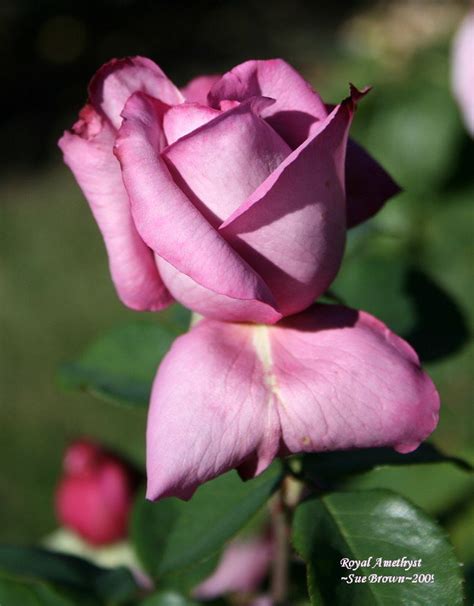 Plantfiles Pictures Hybrid Tea Rose Royal Amethyst Rosa By Kell