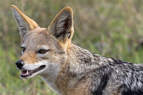 images jackel | All About Animal Wildlife: Jackal Information and