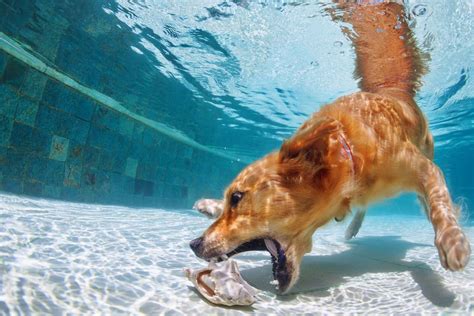 How Do I Teach My Dog To Swim In The Ocean